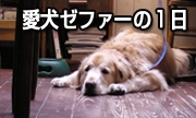 愛犬ゼファーの一日