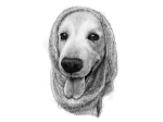 第５回「Dog Illustration Ustream」モデル犬はじゅんさん@_coloroflifeさんの愛犬「トック君」