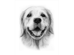 第７回「Dog Illustration Ustream」のモデル犬は bubuさん@tankorogeさんの愛犬「びぼんちゃん」