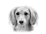 第９回「Dog Illustration Ustream」のモデル犬ははなばすさん@hanabasuさんの愛犬「はなさん」