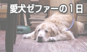 愛犬ゼファーの一日